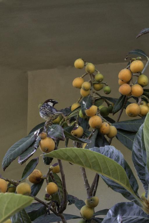 Il Vecchioliveto Di Ornella Panzió Marrùbiu Kültér fotó